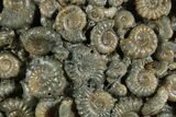 Ammonite (Promicroceras & Cymbites) Cluster - England #351234-2